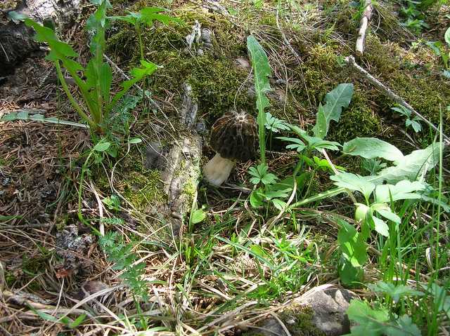 2005 :  Un anno di funghi